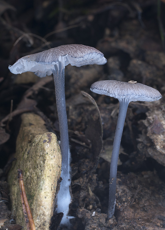 Entoloma serrulatum